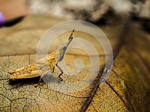 Brown, grasshopper, close up, pattern