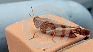 Brown Grasshopper closeup photoghraphy