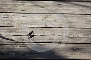 Brown grasshopper dwarfed on wooden sidewalk