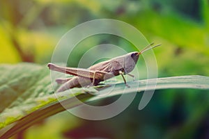 Brown grasshopper on grass leaf