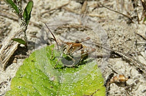 Brown grasshopper on green leaf, closeup