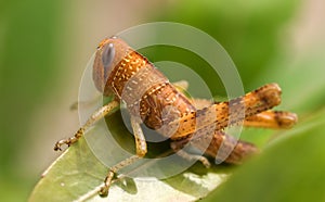 Brown Grasshopper Insect Garden Pest