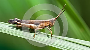 brown grasshopper on a leaf, macro photo of this cute orthoptera insect in the grass, somewhere in the Thai tropical jungle. 