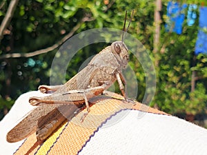 A brown grasshopper or locusta migratoria sits on a chair