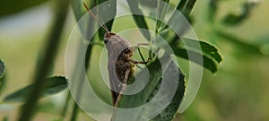 Brown grasshopper on a lucerne