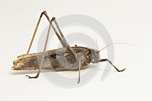 Brown grasshopper Mecopoda elongata isolated on white background