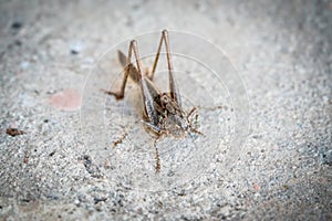 Brown grasshopper Mecopoda elongata sits on the ground