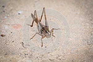 Brown grasshopper Mecopoda elongata sits on the ground