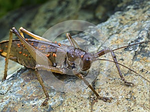 Brown grasshopper with parasites