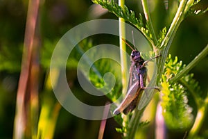 Brown grasshopper on plant stalk