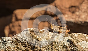 Brown Grasshopper on rocky surface