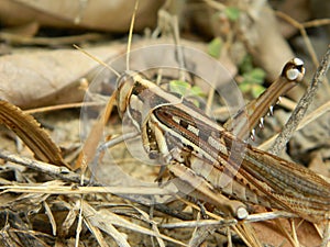 Brown grasshopper sits among dry grass