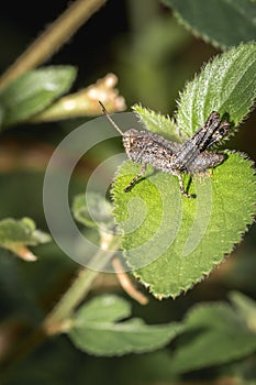 Brown Grasshopper sitting on a green leaf, Kruger National Park, South Africa