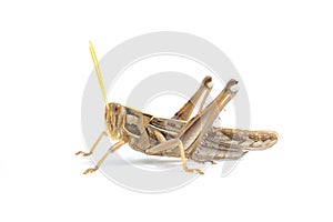Brown grasshopper on white background