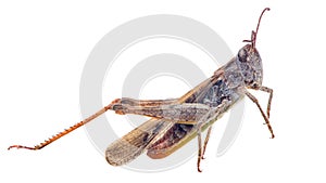 Brown grasshopper on white