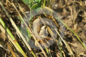 Brown grasshoppers mating on grass, closeup