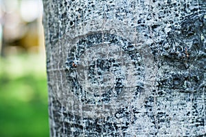 Brown and gray bark of an old tree in an autumn fall park