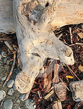 Brown and gray wooden driftwood with rocks