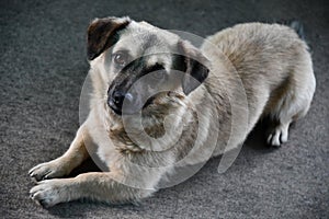 Brown gray fluffy dog laying on grey floor