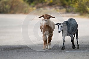 A brown and a gray goat taking a walk on the village street