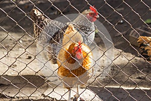 Brown and gray hens walks and feeding in a closed outdoor aviary. Domestic poultry farm with eco chicken meat and eggs.
