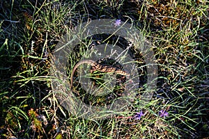 Brown-gray lizard hiding in the grass