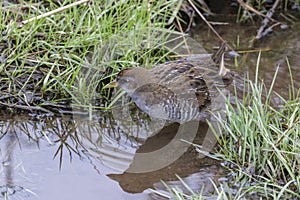 brown-and-gray marsh bird Sora