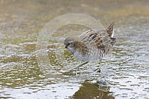 brown-and-gray marsh bird Sora photo