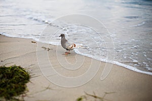 A brown-gray pigeon walks along the yellow sand of the coast.