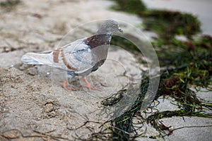 A brown-gray pigeon walks along the yellow sand of the coast. Ca