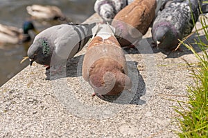 Brown and gray pigeons peck millet on the concrete embankment