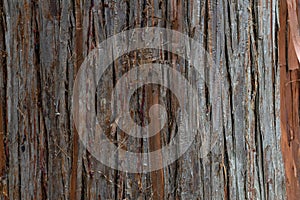 Brown and gray tree bark, natural backgrounds