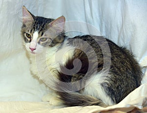 Brown with gray and white cat