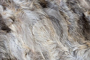 Brown and gray wolf natural fur background texture design  animal fell