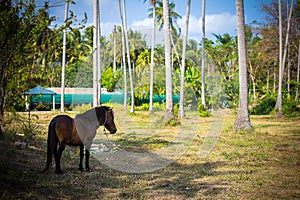 Brown grazing horse on the grass