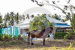 Brown grazing horse on the grass