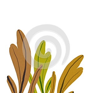 Brown yellow and  green algae group