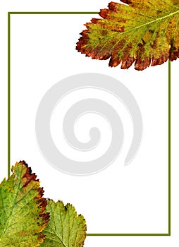 Brown and green autumn leaves in a seasonal frame isolated on white