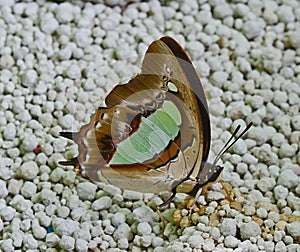 brown and green butterfly standing on cat sand and sucking liquid from cat feces