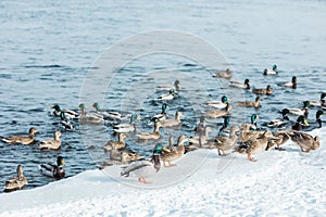 Brown and green ducks swim in the blue waves of a winter river, lake with frozen snowy ice shore
