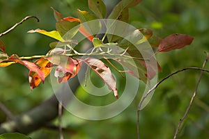 Brown and Green Leaf of Cinnamomum camphora tree