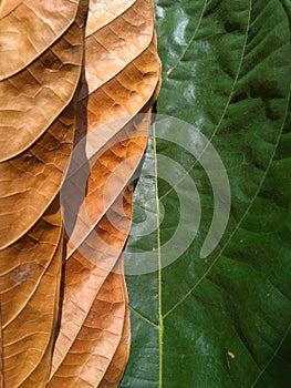 Brown and green leaf texture