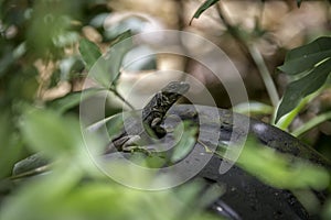 Brown and Green Lizard on a rock