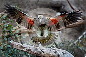 Brown-green protected mountain parrot, Kea, Nestor notabilis, flying directly on camera, orange feathers can be seen under the