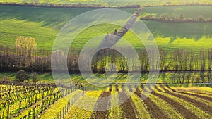 Brown and green strips of fields complemented by trees and vineyards