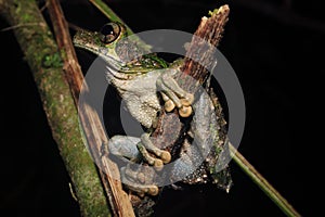 A brown and green tree frog of the genus Osteocephalus, on the end of a broken stick