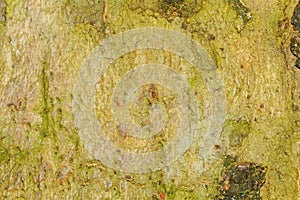 Brown green tree terk