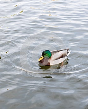Brown-green-white feathered duck swimming in lake