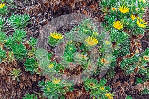 Brown-green-yellow floral texture with blooming Canary Island daisy