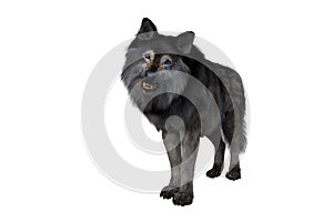 Brown and grey Dire Wolf growling. 3d illustration isolated on white background